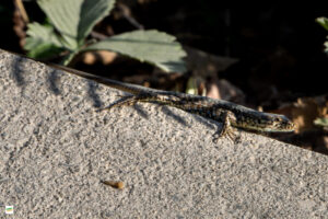 IMG_4206-Enhanced-NR