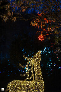 IMG_6745-Enhanced-NR-2