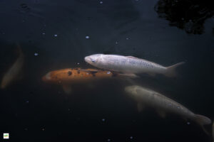 IMG_4363-Enhanced-NR-2