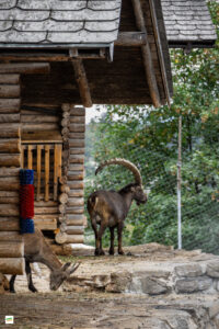 IMG_4487-Enhanced-NR