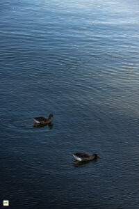 IMG_6526